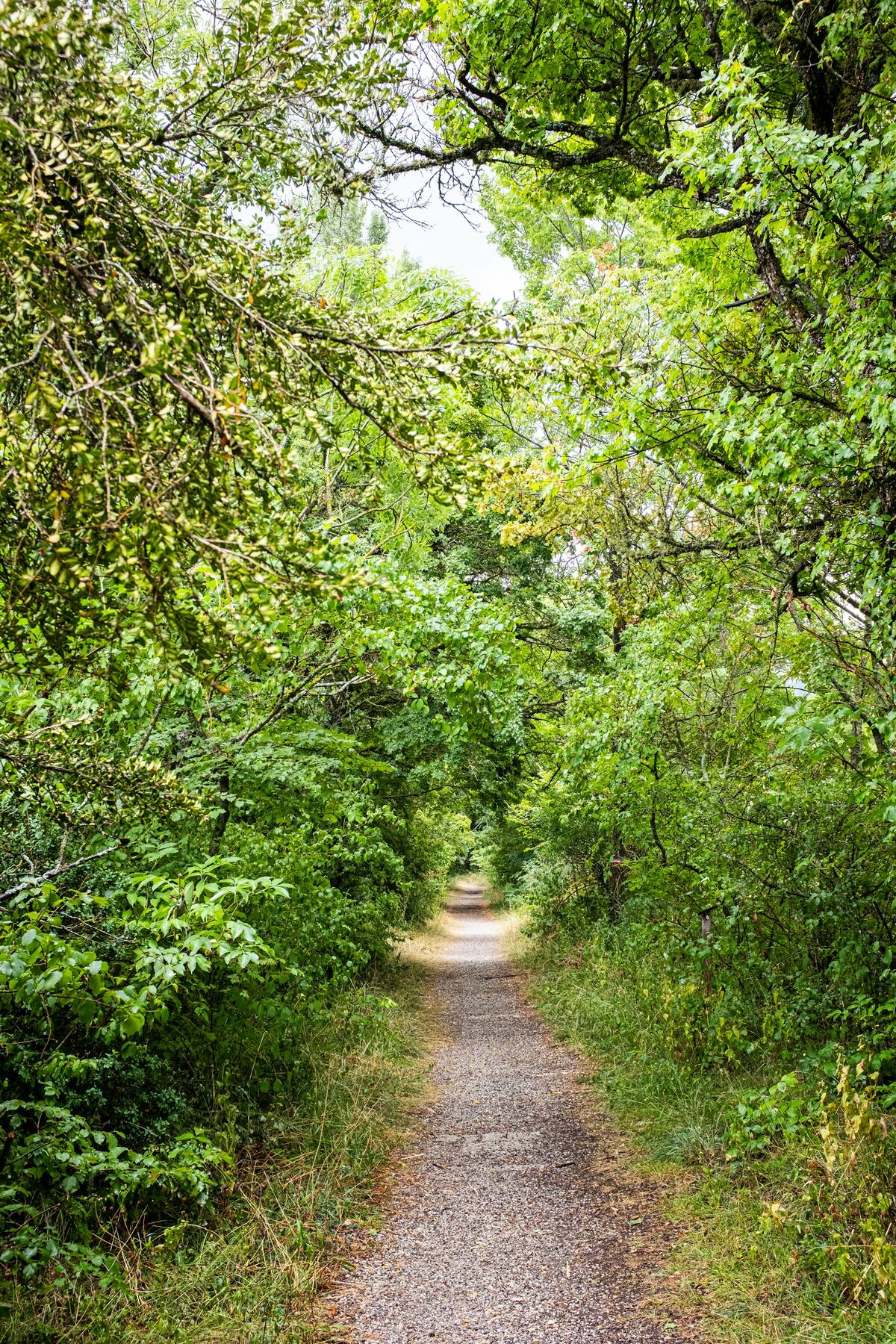 A green forest path in France at the height of summer